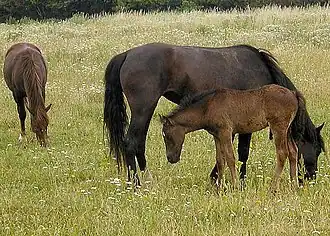 Les chevaux  aussi mangent de l'herbe.