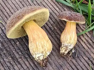 Le Bolet commun (Hortiboletus engelii)