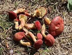 Hortiboletus rubellus
