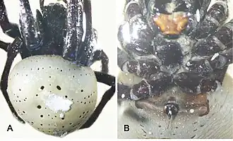 Description de l'image Hortophora viridis (10.3897-evolsyst.5.72474) Figure 37.jpg.
