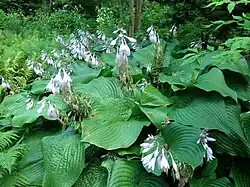 Hosta.