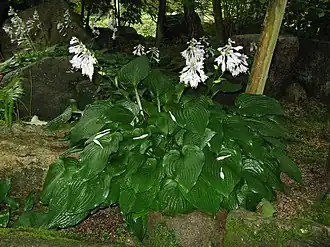 Description de cette image, également commentée ci-après