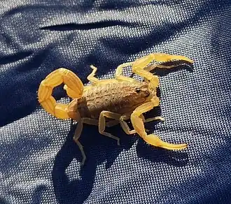 Description de l'image Hottentotta mazuchi 161769237, crop.jpg.