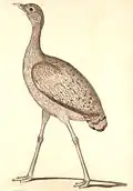 outarde du Bengale femelle dessiné par Hardwicke