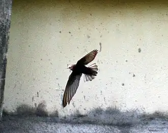 Description de l'image House swift I2 IMG 3262.jpg.