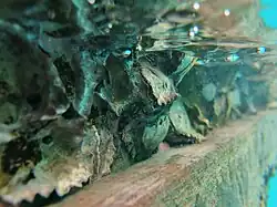 Une colonie d'huîtres non identifiées sur un ponton