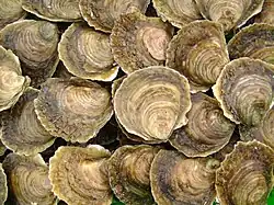 Huîtres plates de Logonna.