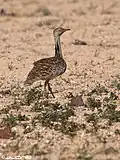 Outarde houbara