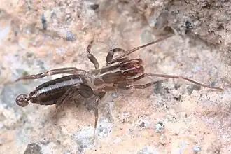 Description de l'image Hubbardia belkini.jpg.