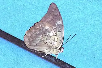 Description de l'image Hubner's Shoemaker (Archaeoprepona demophoon andicola).jpg.