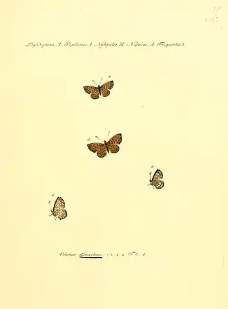 Description de l'image Hubner1821SammlExotSchmett2Plate13.jpg.