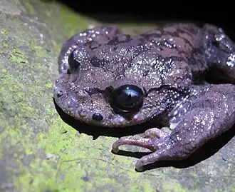 Description de l'image Hudson Fu PLoS ONE 2013 Leptobrachium boringii B.jpg.