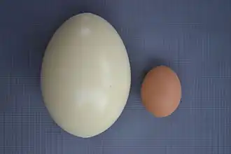 Œuf (à gauche), comparé à celui d'une poule.