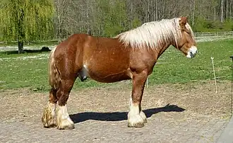 Cheval roux et blond vu de profil.