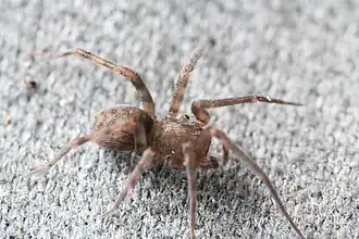 Description de l'image Hulua sp.jpg.