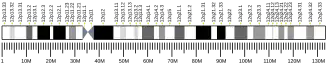 Chromosome 12 humain
