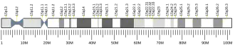 Chromosome 15 humain