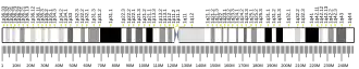 Chromosome 1 humain