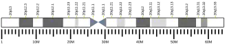 Chromosome 20 humain