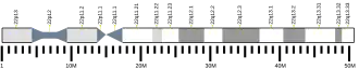 Chromosome 22 humain