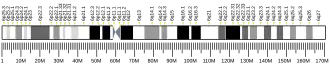 Chromosome 6 humain