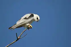 Photographie d'un Élanion d'Australie perché au sommet d'une branche regardant vers le bas.