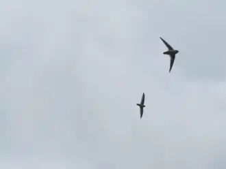 Description de l'image Hunting plume-toed swiftlets.png.