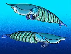 Reconstitution de deux Hurdia victoria, par Apokryltaros.