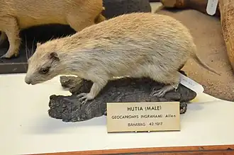Description de l'image Hutia - Geocapromys ingrahami - NHMI.jpg.