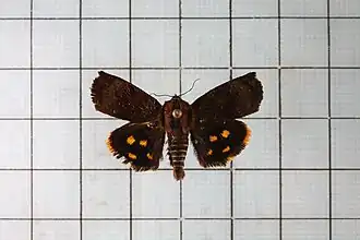 Description de cette image, également commentée ci-après