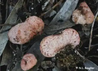 Description de l'image Hydnangium carneum.png.