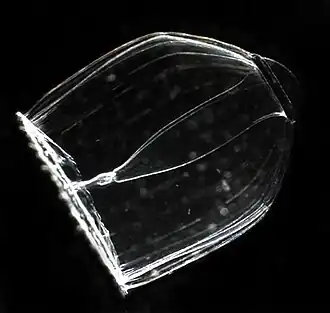 Description de l'image HydomedusaeAglanthaDigitale.jpg.