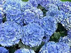 Hortensia bleu.