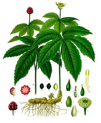 Description de l'image Hydrastis_canadensis_-_Köhler–s_Medizinal-Pflanzen-209.jpg.