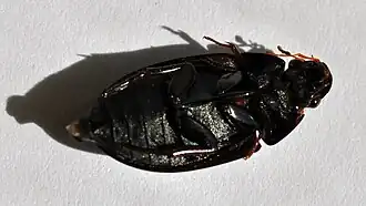 Description de l'image Hydrochara obtusata 3.jpg.