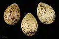 Œuf de Hydrocoloeus minutus -  Muséum de Toulouse