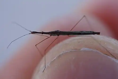 Hydrometra procera, du Japon.