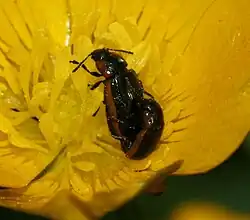 Hydrothassa hydrothassa