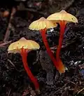 photo de Hygrocybe anomala