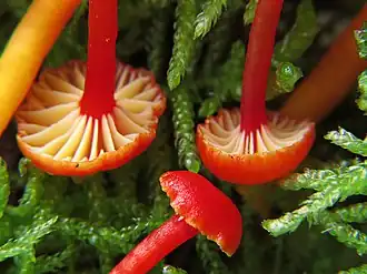 Description de l'image Hygrocybe insipida (Tricholomataceae), Meijendel, the Netherlands - 2.jpg.