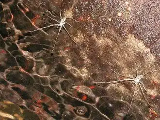 Description de cette image, également commentée ci-après