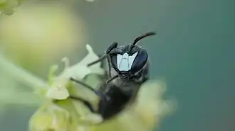 Description de cette image, également commentée ci-après