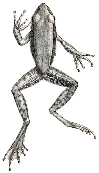 Description de l'image Hylarana kreffti.jpg.