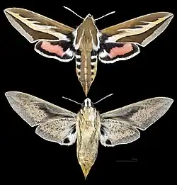 Hyles euphorbiarum