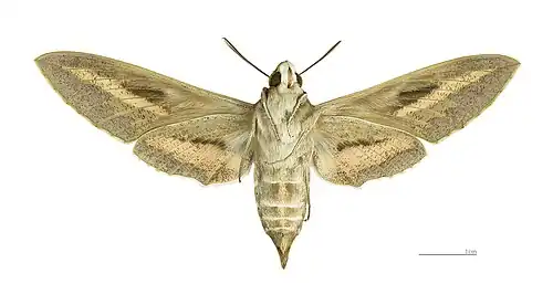 Face ventrale de la femelle (coll.MHNT)