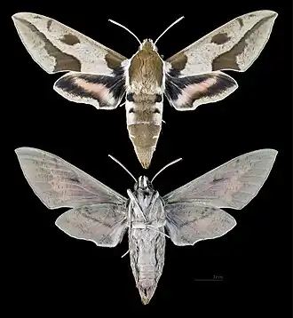 Hyles nicaea