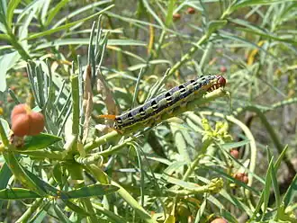 Description de cette image, également commentée ci-après