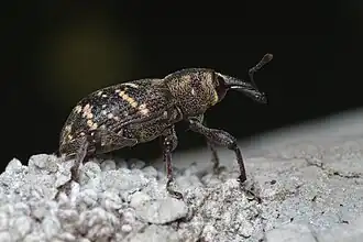 Grand charançon du pin.