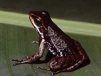 Description de l'image Hylodes heyeri.jpg.