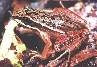 Description de l'image Hylodes sazimai.jpg.